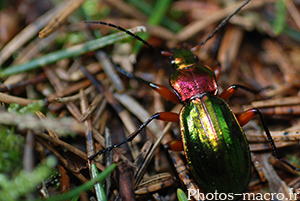 Carabus auronitens auronitens